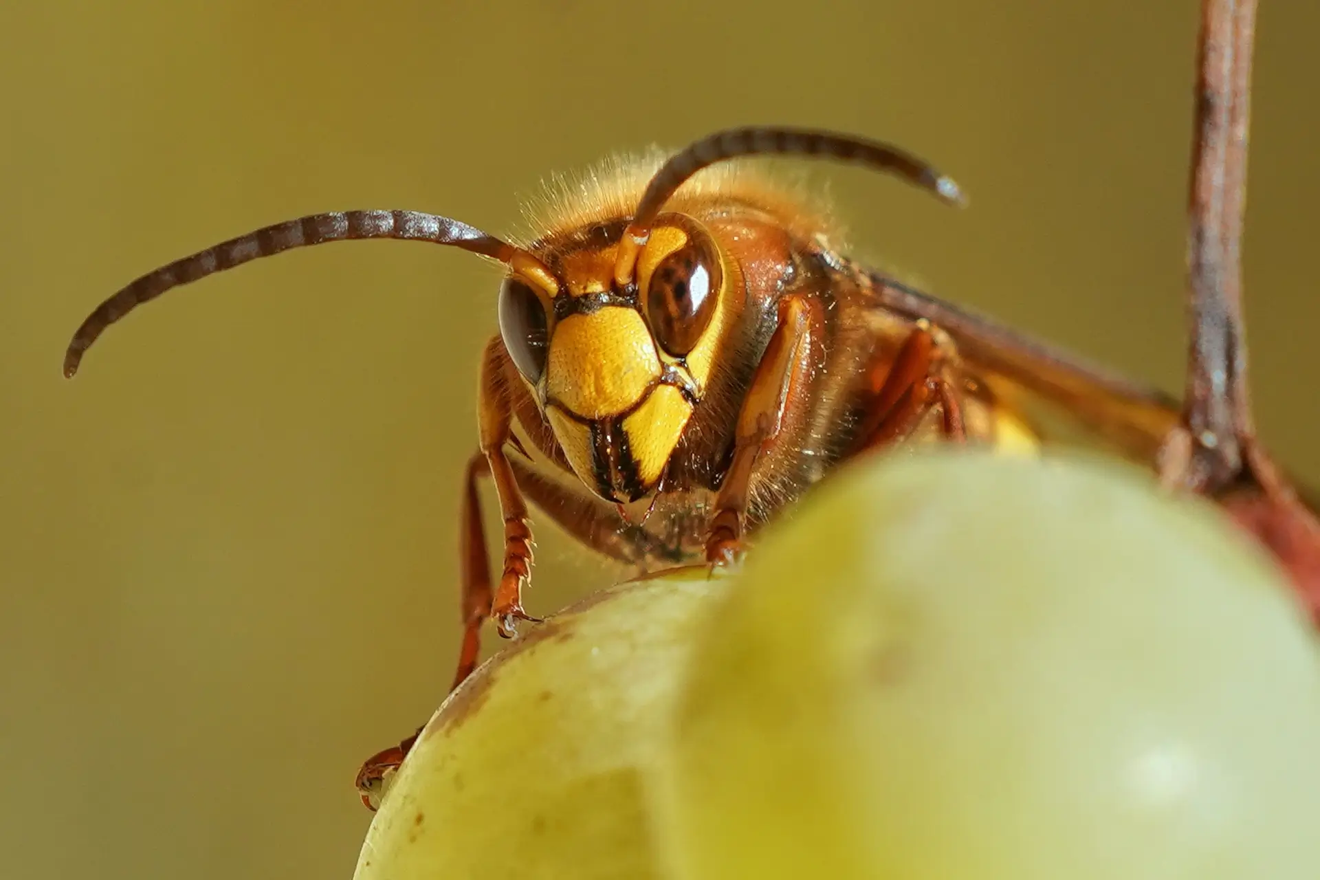 Kopfbild Insekten in Lebensmitteln
